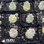 Euphorbia ritchiei subsp. nyambensis (Variegata White) - Image 3