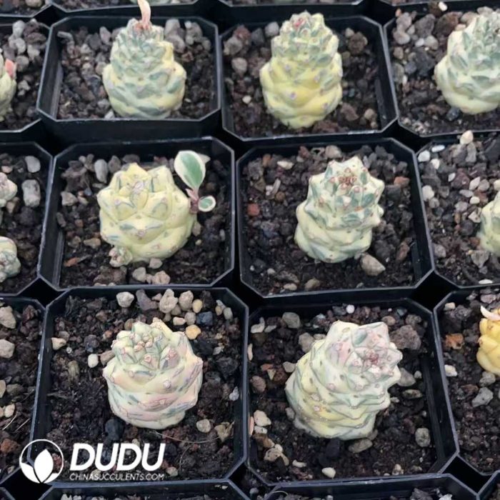 Euphorbia ritchiei subsp. nyambensis (Variegata White) - Image 3