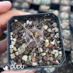 Gymnocalycium ochoterenae