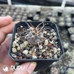 Gymnocalycium ochoterenae - Image 2