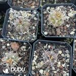 Gymnocalycium ochoterenae - Image 3