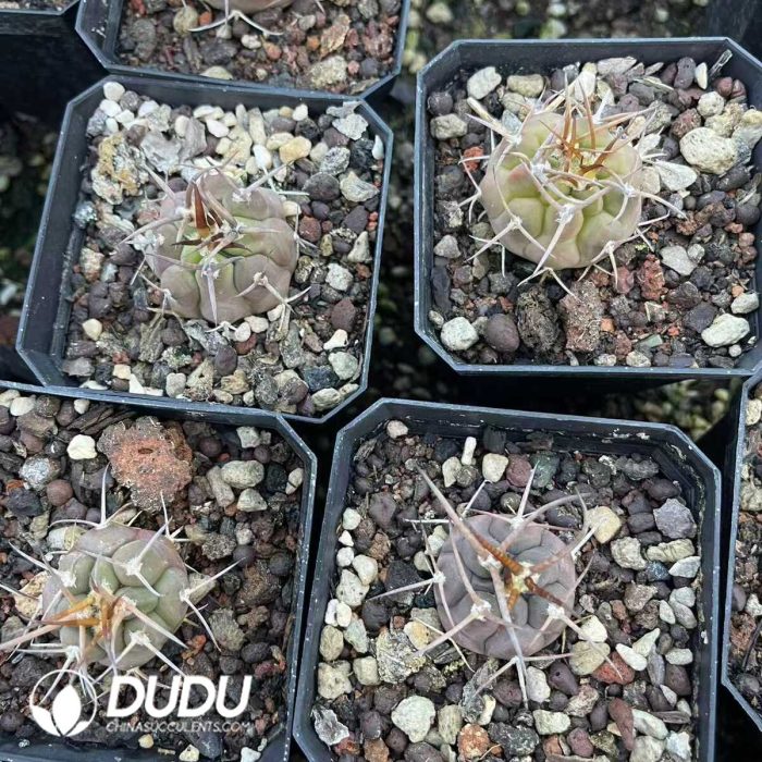 Gymnocalycium ochoterenae - Image 3