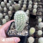 Echinocereus dasyacanthus Engelm