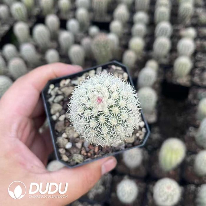 Echinocereus dasyacanthus Engelm - Image 2