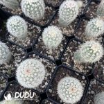 Echinocereus dasyacanthus Engelm - Image 3