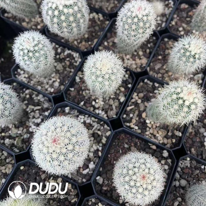 Echinocereus dasyacanthus Engelm - Image 3