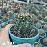 Golden Rakshasa - Image 2