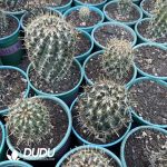 Golden Rakshasa - Image 3