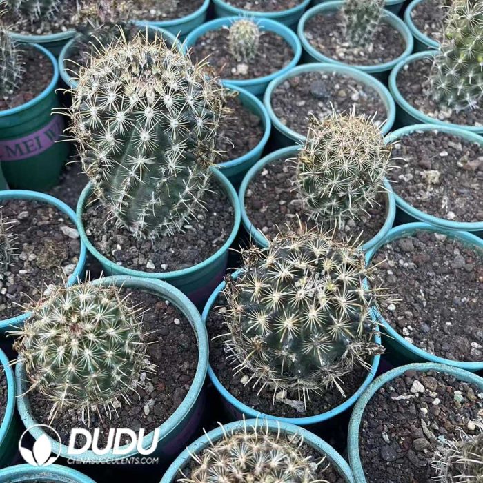 Golden Rakshasa - Image 3