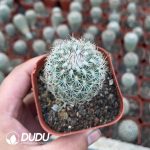 Sclerocactus erectocentrus