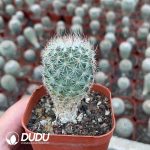 Sclerocactus erectocentrus - Image 2