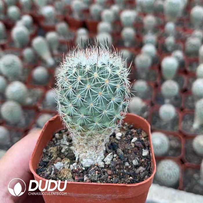 Sclerocactus erectocentrus - Image 2