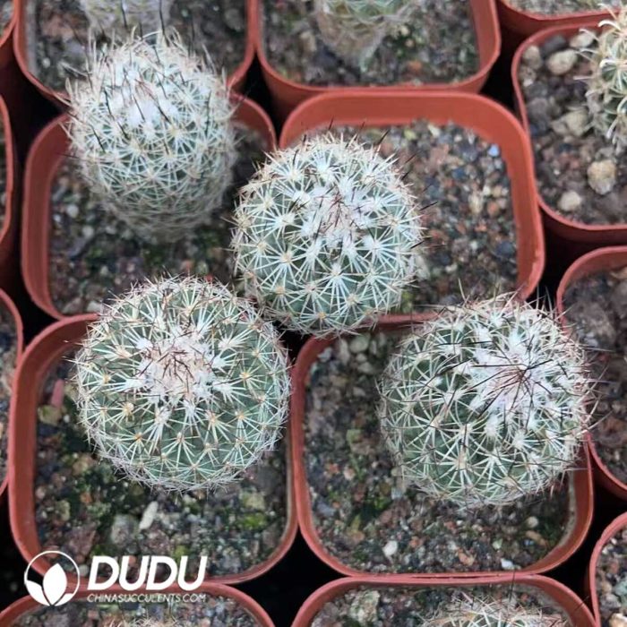 Sclerocactus erectocentrus - Image 3