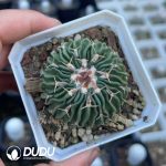 Ferocactus gracilis H.E.Gates