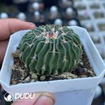 Ferocactus gracilis H.E.Gates - Image 2