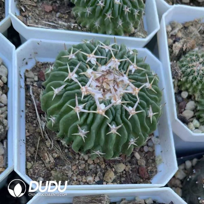 Ferocactus gracilis H.E.Gates - Image 3