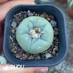 Lophophora fricii