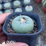 Lophophora fricii - Image 2