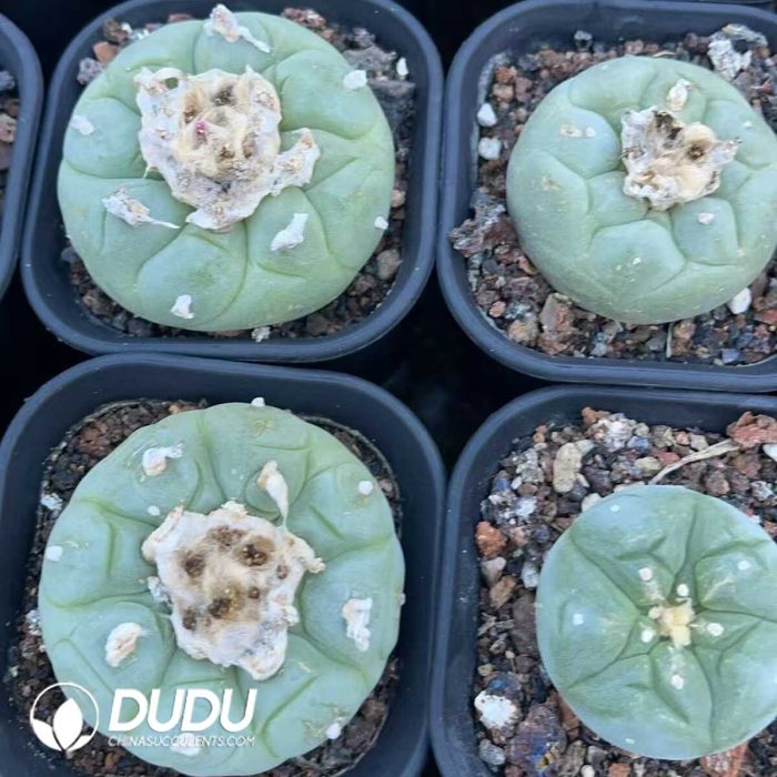 Lophophora fricii - Image 3