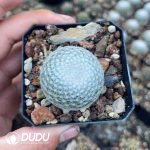 Mammillaria lenta