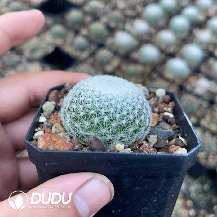 Mammillaria lenta - Image 2