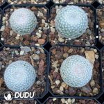 Mammillaria lenta - Image 3