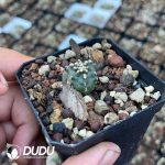 Echinocereus viridiflorus