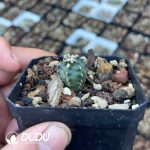 Echinocereus viridiflorus - Image 2