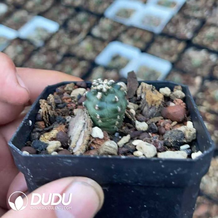 Echinocereus viridiflorus - Image 2