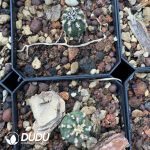 Echinocereus viridiflorus - Image 3