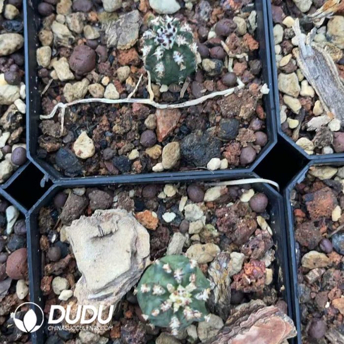 Echinocereus viridiflorus - Image 3