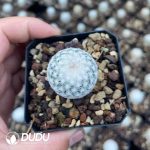 Mammillaria schwarzii