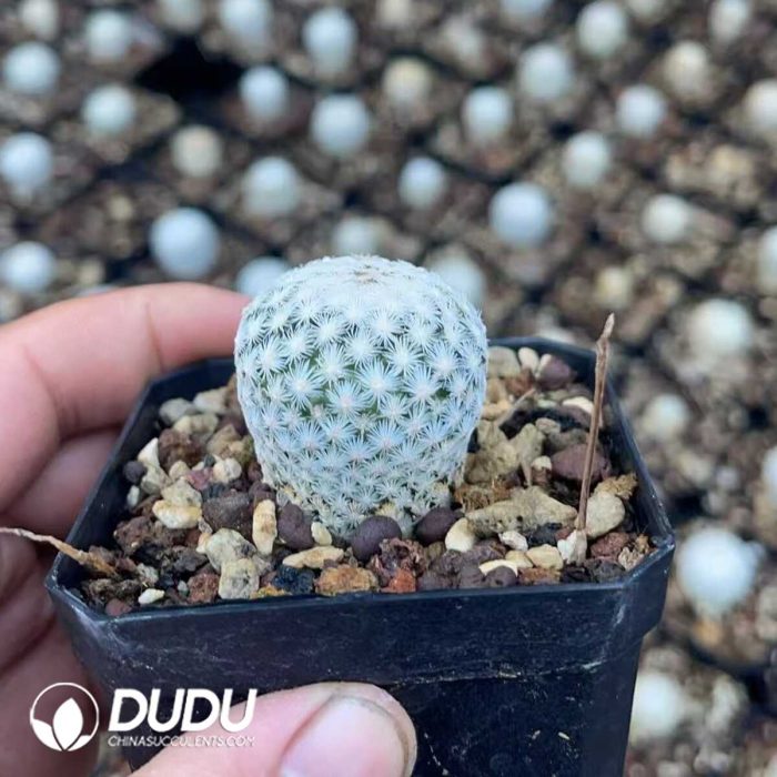 Mammillaria schwarzii - Image 2