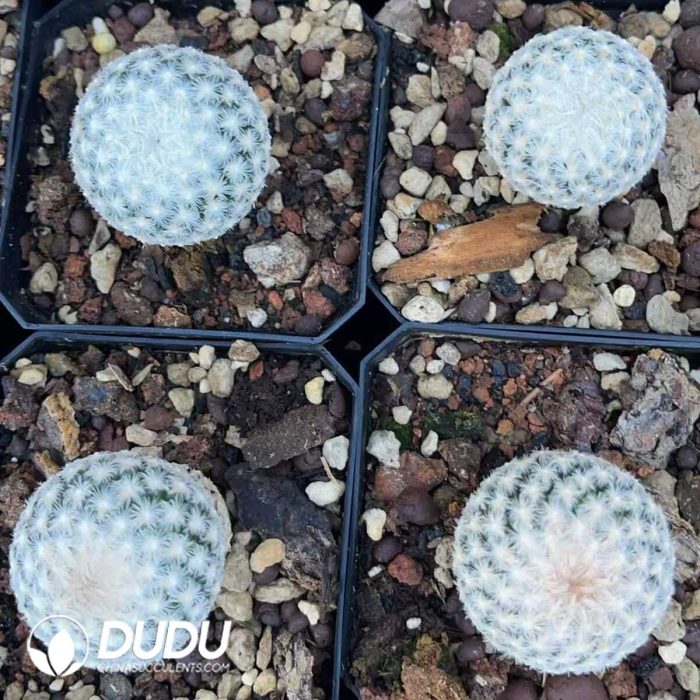 Mammillaria schwarzii - Image 3