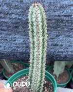 Euphorbia confinalis subsp. Rhodesiaca