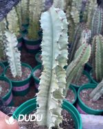 Euphorbia ammak f.variegata