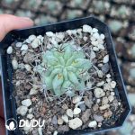 Eriosyce Paucicostata