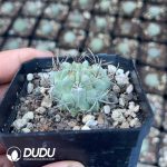 Eriosyce Paucicostata - Image 2