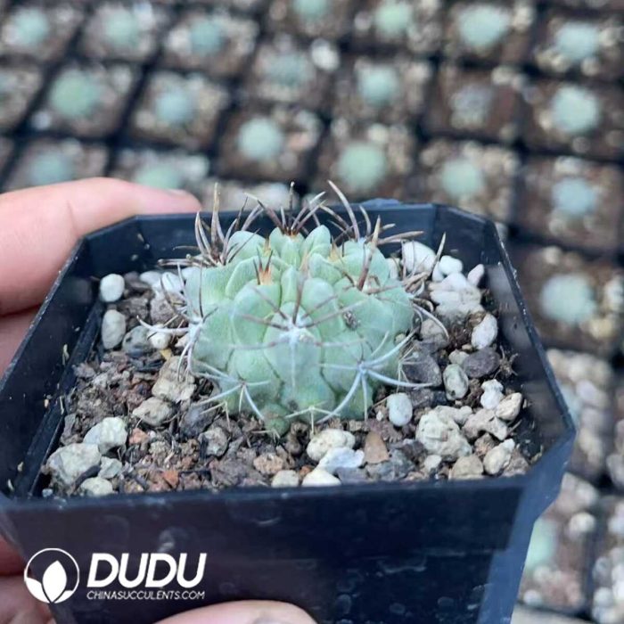 Eriosyce Paucicostata - Image 2