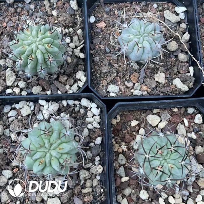 Eriosyce Paucicostata - Image 3