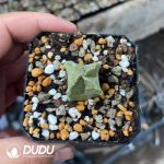 Ischnolepis Natalensis