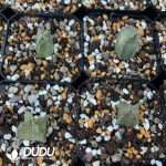 Ischnolepis Natalensis - Image 3