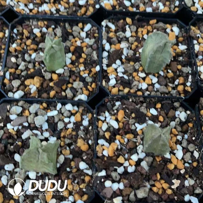 Ischnolepis Natalensis - Image 3