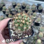 Eriosyce ihotzkyanae