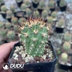 Eriosyce ihotzkyanae - Image 2