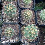 Eriosyce ihotzkyanae - Image 3