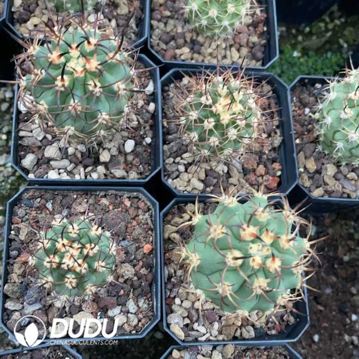 Eriosyce ihotzkyanae - Image 3