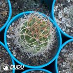 Eriosyce ihotzkyanae - Image 3