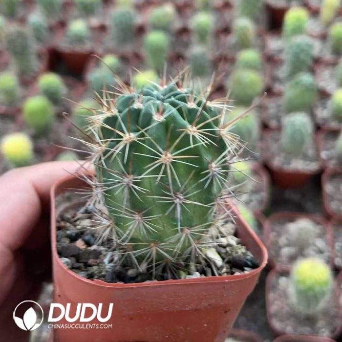 Black-throated - Image 2