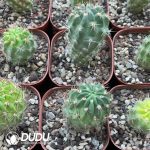 Black-throated - Image 3